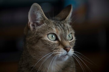 A portrait of a cat on a dark background.