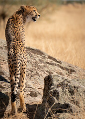 Cheetah looking to the right of the frame