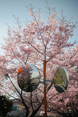 桜の鏡
