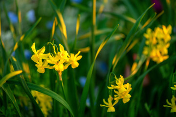 sunset scene of blooming spring daffodils flower in garden, floral background