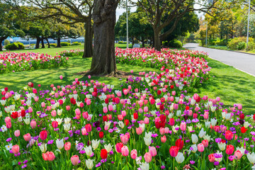 blooming flowerbed of tulips flower on urban park, springtime, Japan, Yokohama