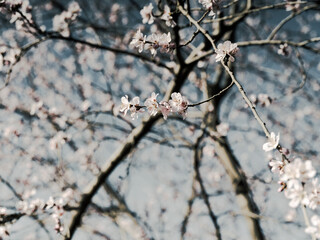 Flowers in the park: peach blossoms and cherry blossoms