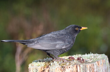 Blackbird