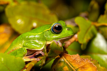 Boophis occidentalis, species of endemic beautiful green tree frog in the family Mantellidae. Andringitra National Park, Madagascar wildlife