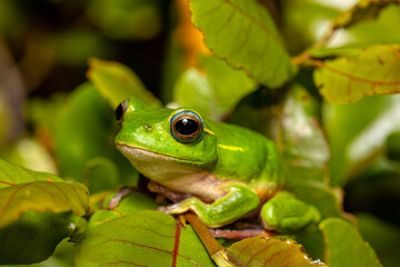 Boophis occidentalis, species of endemic beautiful green tree frog in the family Mantellidae. Andringitra National Park, Madagascar wildlife