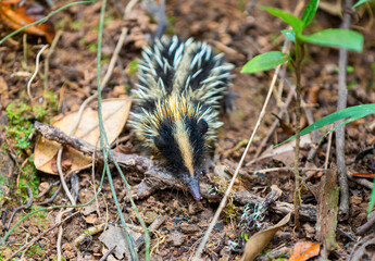Fototapeta premium Lowland Streaked Tenrec (Hemicentetes Semispinosus), wild endemic animal in natural habitats tropical lowland rain forests. Andasibe-Mantadia National Park- Analamazaotra, Madagascar wildlife
