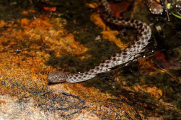 Obraz na płótnie Canvas Malagasy Cat-eyed Snake, Madagascarophis colubrinus is a species of snake of the family Pseudoxyrhophiidae, nocturnal snake, Kirindy forest, Madagascar wildlife animal