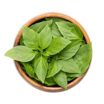 Fresh early-season Thai basil leaves in a wooden bowl. Ocimum basilicum var. thyrsiflora, variation of sweet basil, native in Southeast Asia, with anise- and licorice-like flavor. Isolated from above.