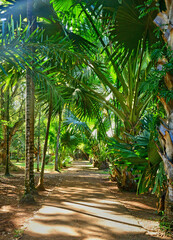 Obraz na płótnie Canvas picturesque garden of Pamplemousse in Mauritius Republic