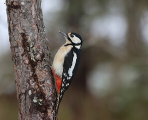Great spotted woodpecker