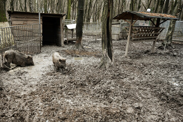  Dirty boar wild pigs in the mud.