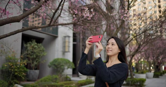 Woman use of mobile phone to take photo on sakura tree in Linkou of Taiwan