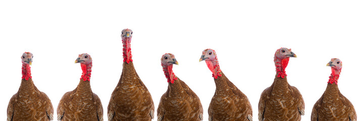 Fototapeta premium portraits of turkeys brown isolated on white