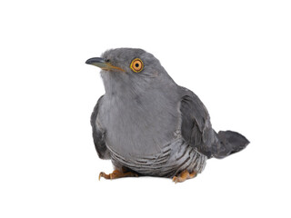 sitting cuckoo on white background