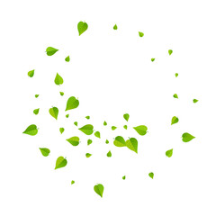Mint Leaf Herbal Vector White Background