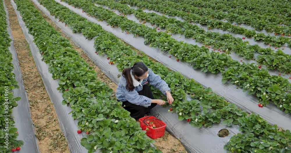 Sticker woman pick strawberry field in dahu at miaoli of taiwan