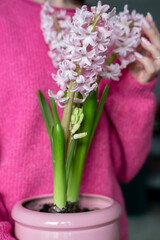 A woman in a pink sweater holds a blooming pink hyacinth in her hands