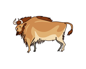 Wild bull. A male bison with a long mane. Color vector illustration with contour lines isolated on a white background in a cartoon and flat design.