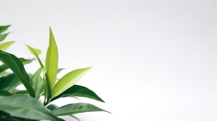 Fototapeta na wymiar Green Tea Leaf as treatment for uterine fibroids, PCOS, and menopausal symptoms Generative AI 