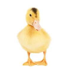 Fluffy little duckling on a white background, young poultry.