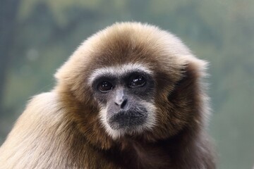 カメラ目線のシロテテナガザルのアップ