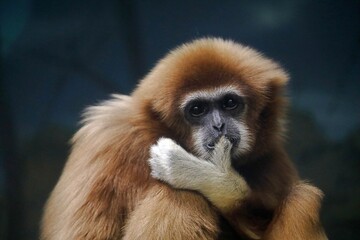 親指にキスをするシロテテナガザル