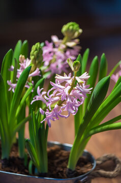 Hyacint spring flower. Mother's day concept. Colorful beauty.