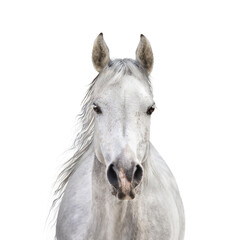 Isolated of white horse head on transparent background - obrazy, fototapety, plakaty