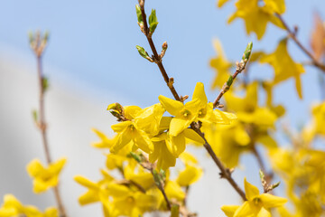 Yellow forsythia flowers herald spring. warm sunshine