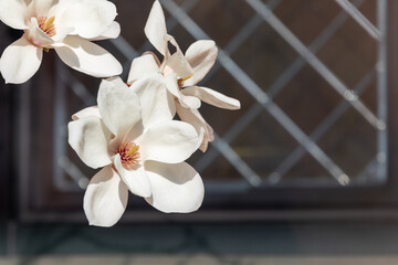White magnolia flowers signal the beginning of spring. 