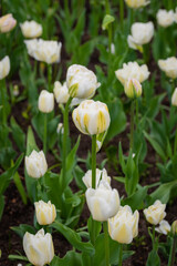 White tulips in selective close-up focus with blurry background