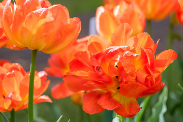 Beautiful fiery red terry tulips close-up selective focus. flower fire