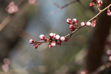 Fototapeta na wymiar Apricot buds in early spring. warm sunshine