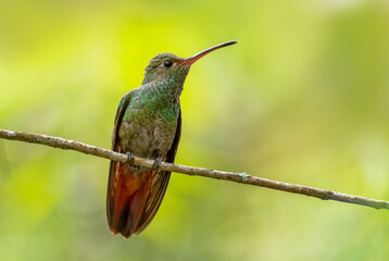 Rufous-tailed Hummingbird - Amazilia tzacatl, beautiful colorful small hummingbird from tropical forest of Volcán, Panama.