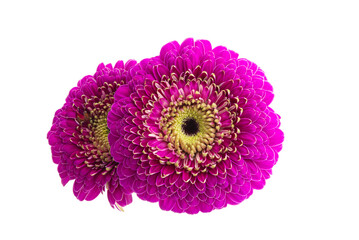 gerbera flower isolated