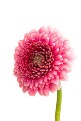 gerbera flower isolated