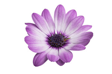 Obraz premium Osteosperumum Flower Daisy