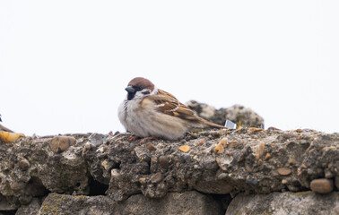 city sparrows on the street