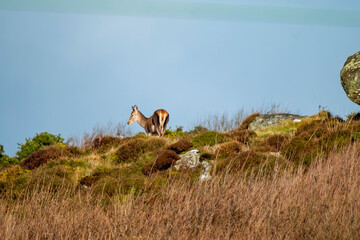 Red Deer on Castlegoland by Portnoo, County Donegal, Ireland