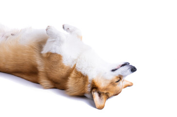 welsh corgi pembroke sleeping in front of a white background