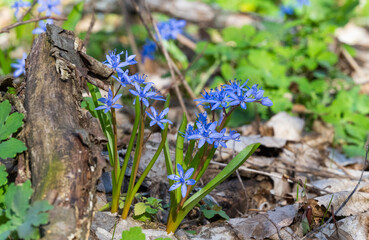 spring primroses in the forest in spring