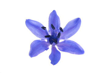 Fototapeta na wymiar Scilla flower isolated