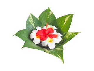 red Hibiscus and Frangipani flowers on green leaves over white background.