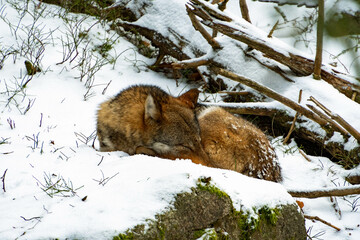 A majestic wolf takes a peaceful nap in the serene winter forest, its relaxed posture and gentle breaths exuding a sense of calm.
