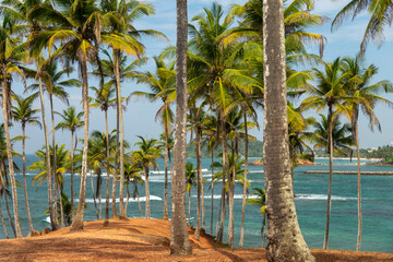 Palm tree forest near the ocean.