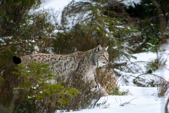 A breathtaking image of a majestic Eurasian lynx stealthily navigating through a snowy forest. Its piercing eyes and powerful stance are a testament to its wild nature.