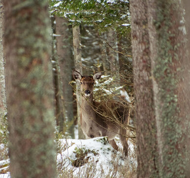 White-Tailed Deer in the Wild. This stunning photo captures the natural beauty and grace of a white-tailed deer in its natural habitat in winter. The deer is seen standing tall and proud.