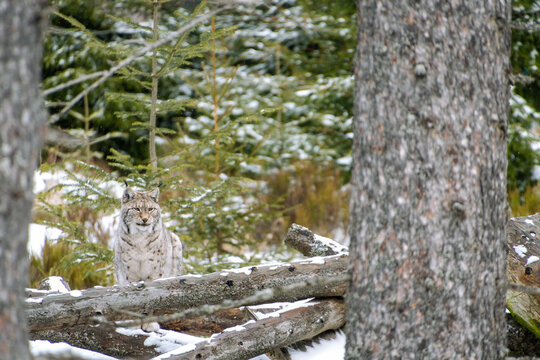 A breathtaking image of a majestic Eurasian lynx stealthily navigating through a snowy forest. Its piercing eyes and powerful stance are a testament to its wild nature.
