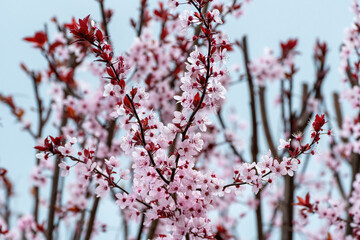 Branches of the almond tree in blossom with white flowers and black leaves in spring