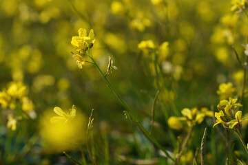 Obraz premium Wallpaper with yellow flowers and blurred background in springtime